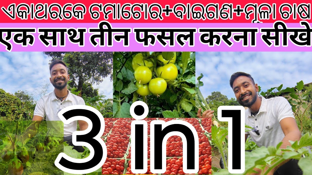 Multi-layer Farming  ( Radish+ Tamator+ Brinjal)🥦🍅| #agricultureindia ✅✅|Sundargadia Farmer👨‍🌾