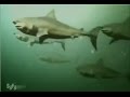 All Creature Effects #2: Dam Sharks