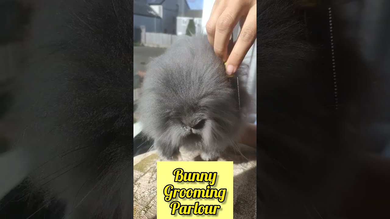 How to groom a Lionhead rabbit?#shorts #bunny #rabbit #youtubeshorts #cute #pets #grooming