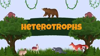 heterotrophs: Primary and Secondary Consumers