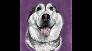 Timelapse #Video of #Digital #Portrait - #Milpert #Husky using #AdobeSketch on #AppleiPad