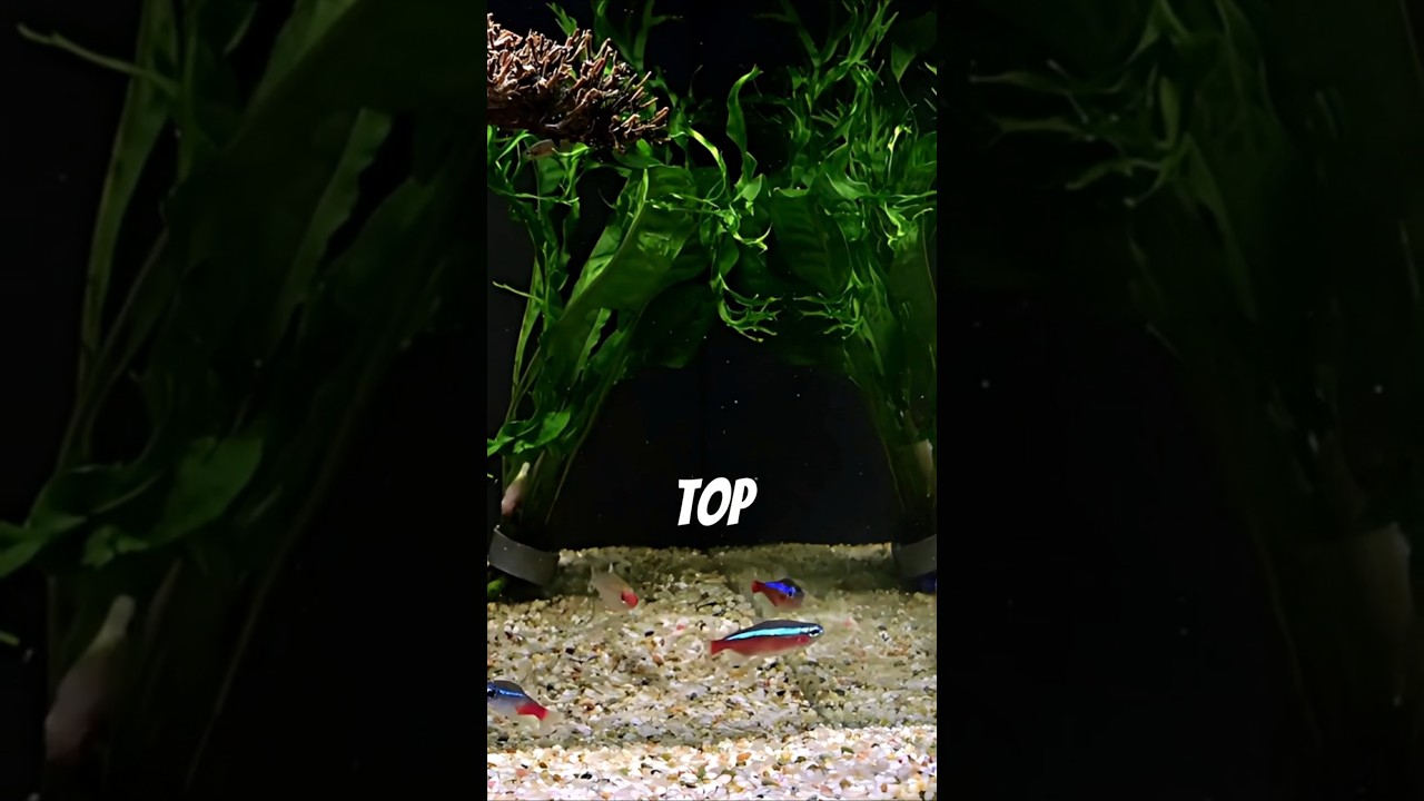 Neon Tetra Tank Mates 🐠
