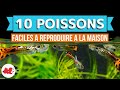 10 poissons  la reproduction facile