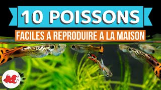 10 Poissons à la reproduction facile