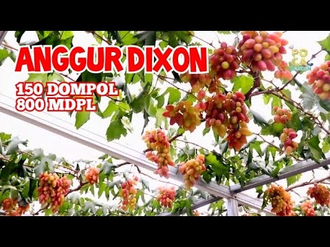 Video: Anggur Dixon: deskripsi variasi dengan foto