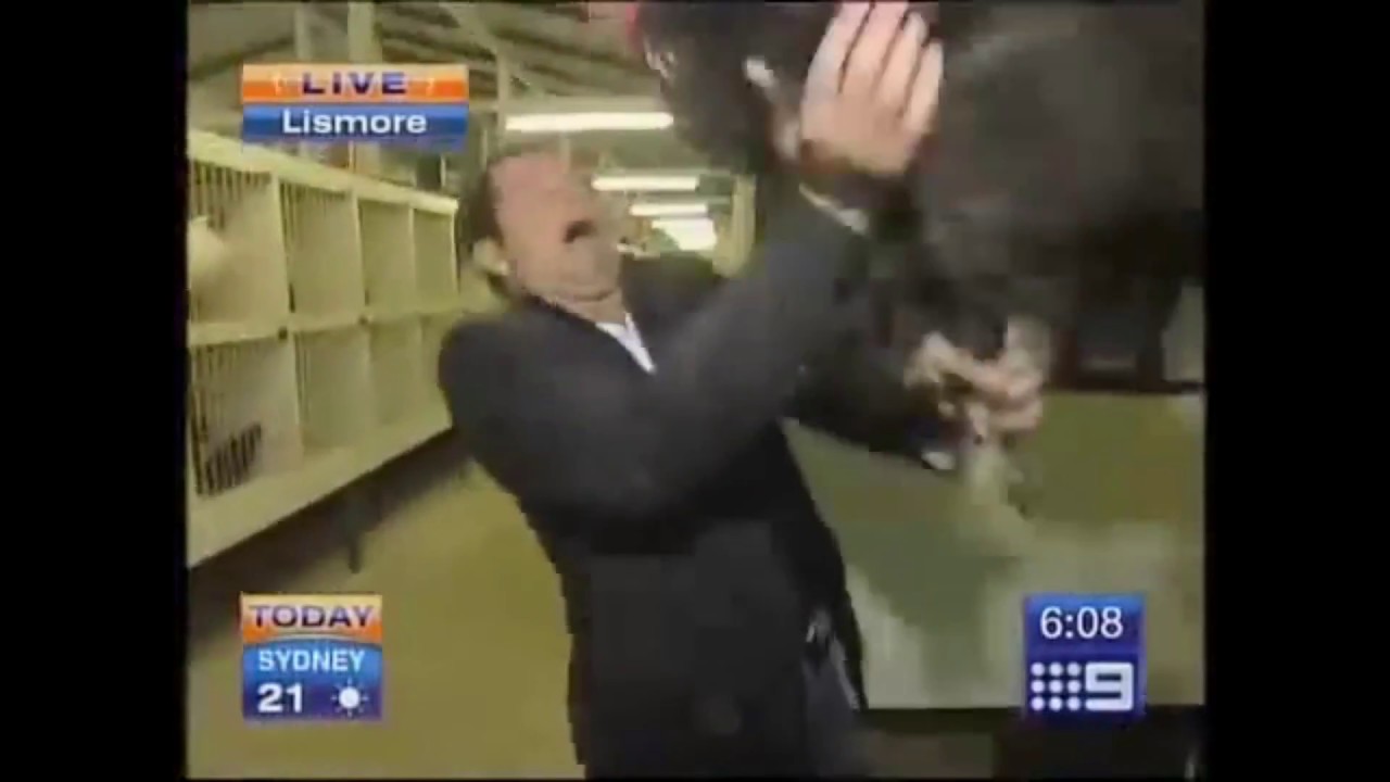 Big chicken OFFICIAL vine