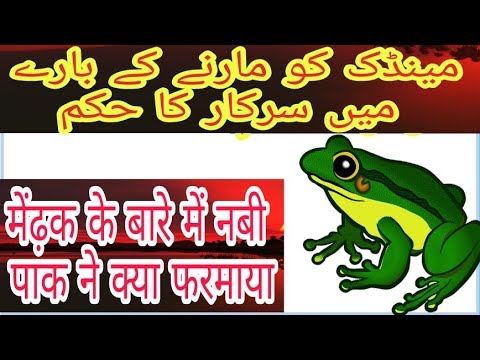Nabi ﷺ Ka Hukm - मेंढक/FROG Ko Maarna Kaisa Hai? FROG/मेंढक ke Bare me ...