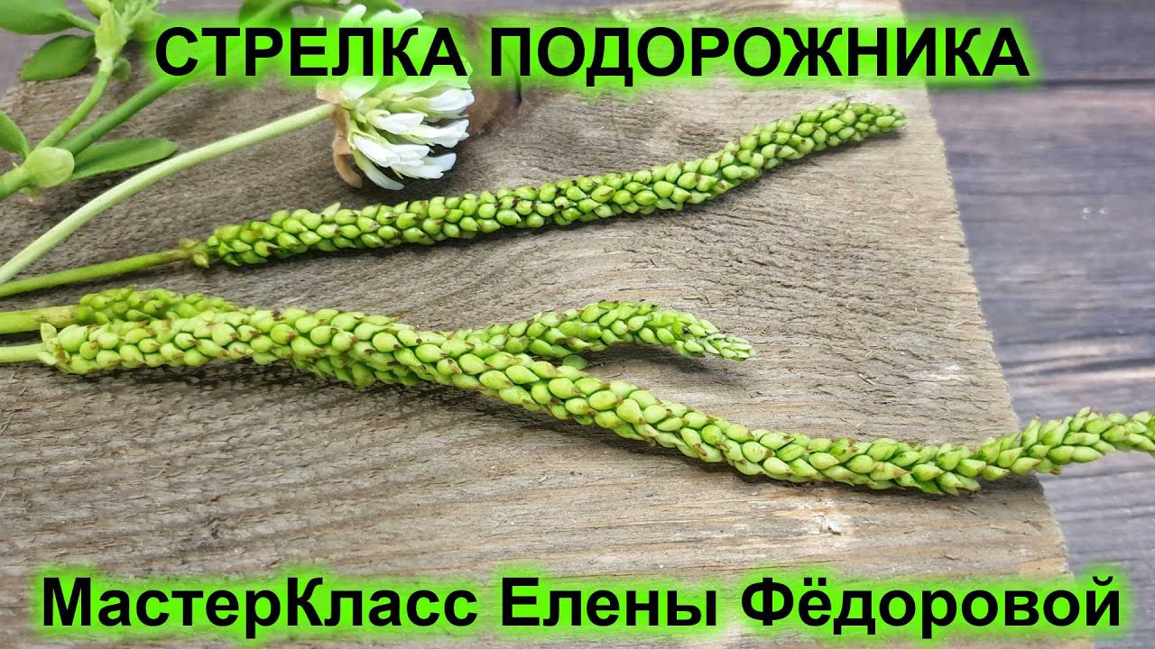Как я делаю стрелку подорожника! МК Стрелка Подорожника🍃