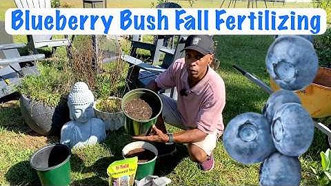 Blueberry Bush Fall Fertilizing Schedule