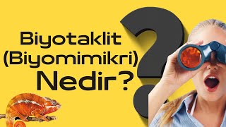 Biyotaklit Nedir ? - Biyomimetik Doğadan İlham Almak