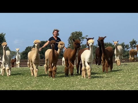 Video: Lavoro con gli animali: la mia vita con gli alpaca