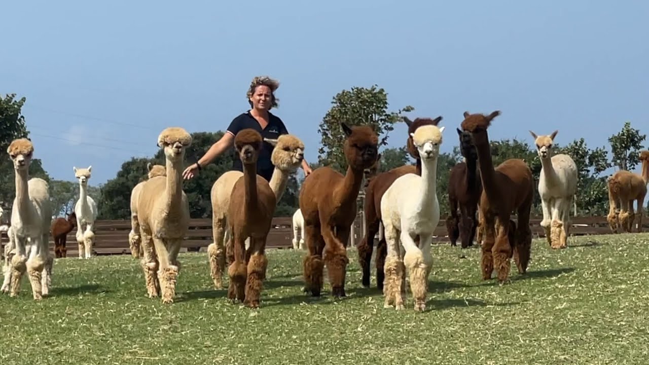 Dalle Ande a Tarquinia, la fattoria degli alpaca
