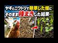 ヤギとニワトリが除草した荒地にそのまま種を撒いたらどうなるかの実験、動物除草のメリット・デメリット【りけいえんの実験】