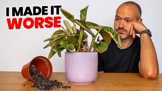Why Your Plants Look WORSE After You Repot Them