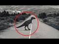 Extinct Animals Caught on Camera