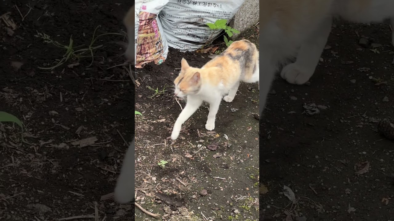 家から裸足のままで飛び出して、庭に住み着いたもう1匹の猫🐈サンデー。 #猫 #cat #猫のいる暮らし