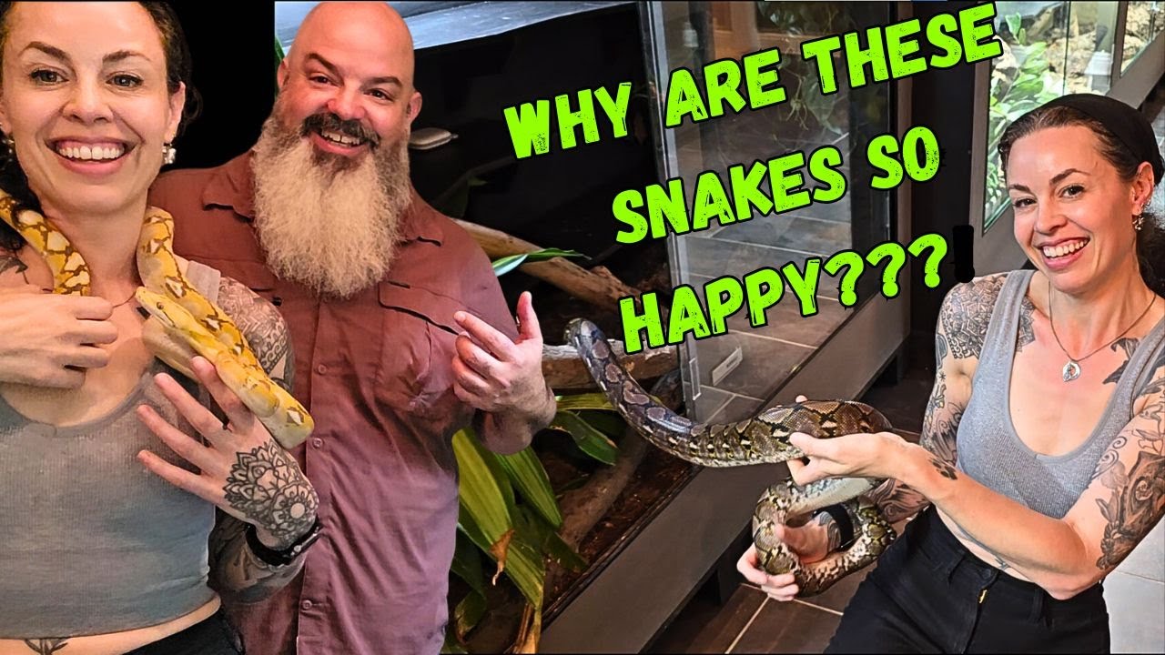 Невероятные условия для этих змей!