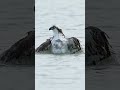 Have you ever seen an Osprey take a bath?