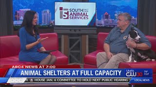 Animal shelters at full capacity