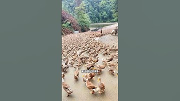 How China Turns Ducks Into a Million-Dollar Industry