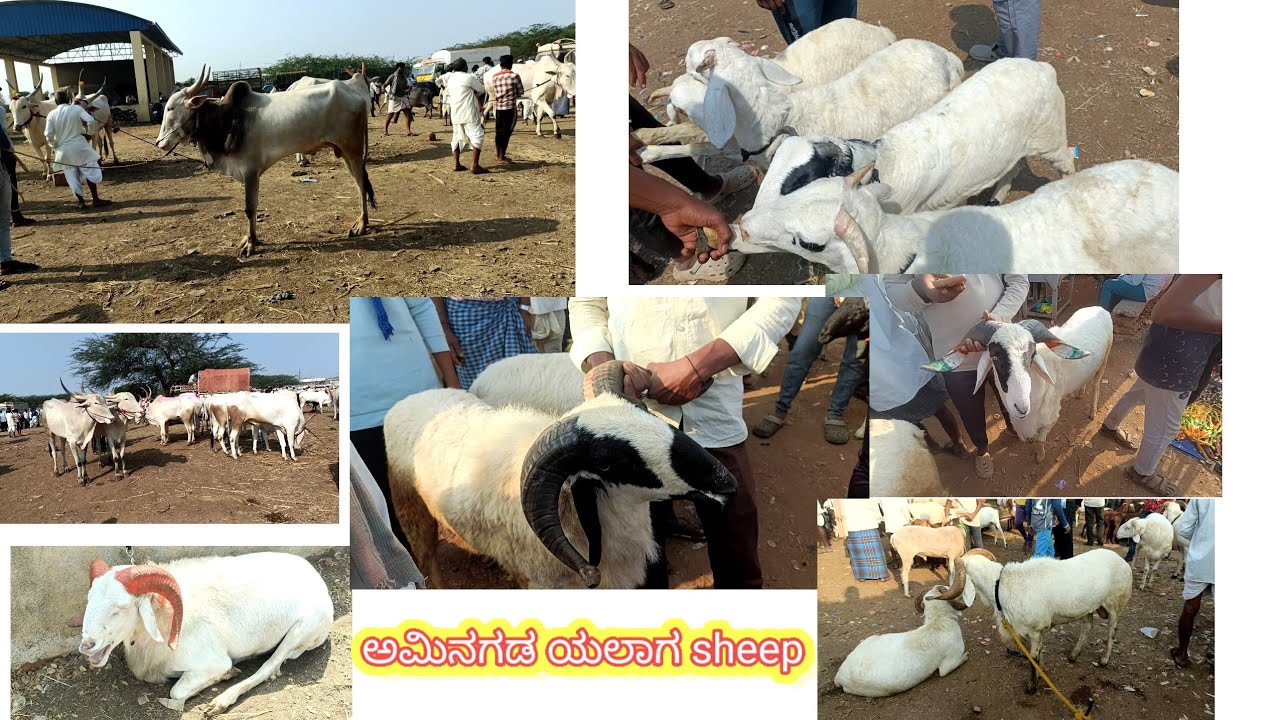 new video one week video aminagada yalaga