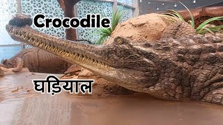 Wildlife ,Crocodiles, Alligators, Caimans & Gharials | Documentary Nature