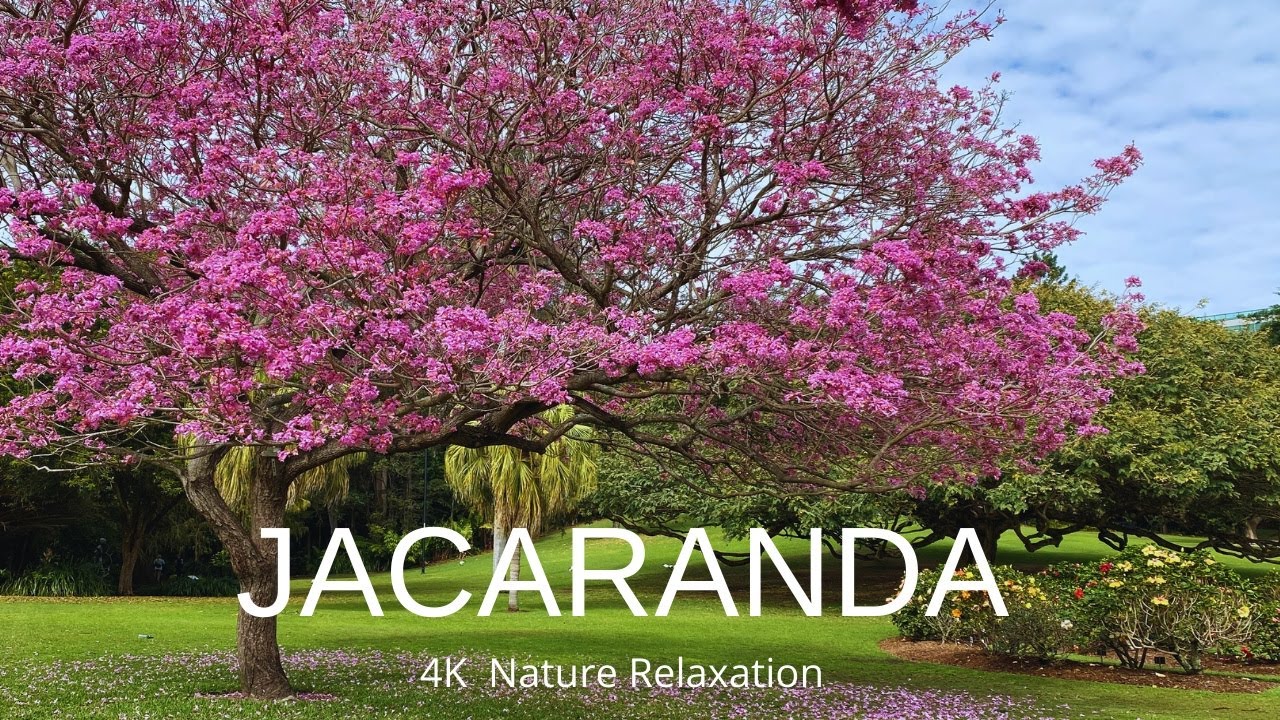 Jacaranda Tree in Bloom 4K Video - Nature Relaxation With Calming Piano Music - Beautiful Flowers