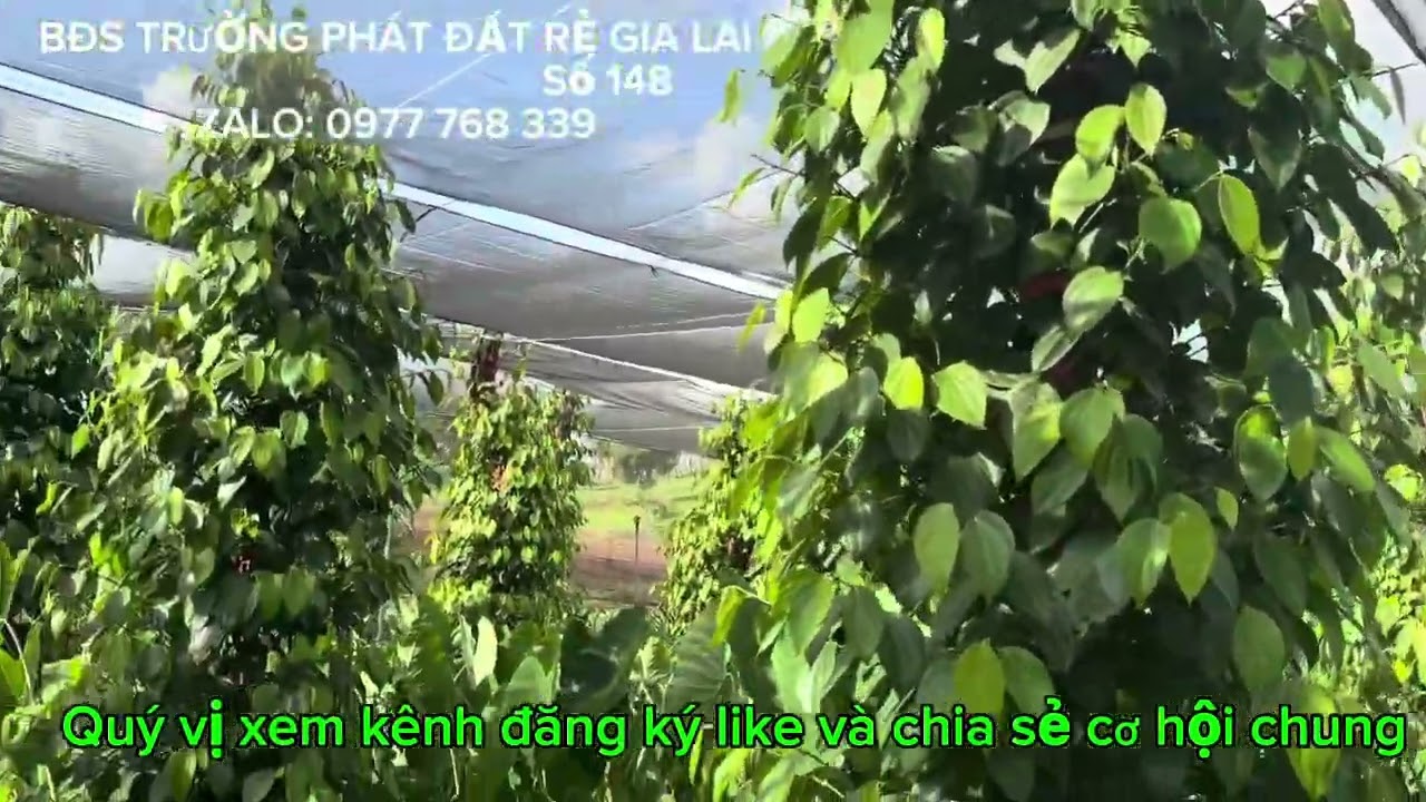 1900trụ tiêu có 1000trụ phủ đầu 2,3ha đất đẹp sổ sách nhà cửa điện 3fa nước bao tưới