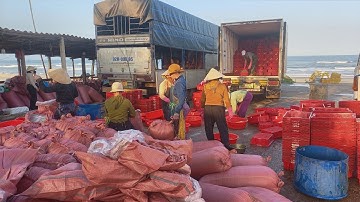 NGƯỜI DÂN QUẢNG NAM MUỐI MẮM CÁ CƠM  XUẤT KHẨU SỐ LƯỢNG KHŨNG