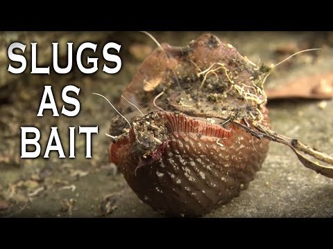 SLUG BAIT For FISHING!