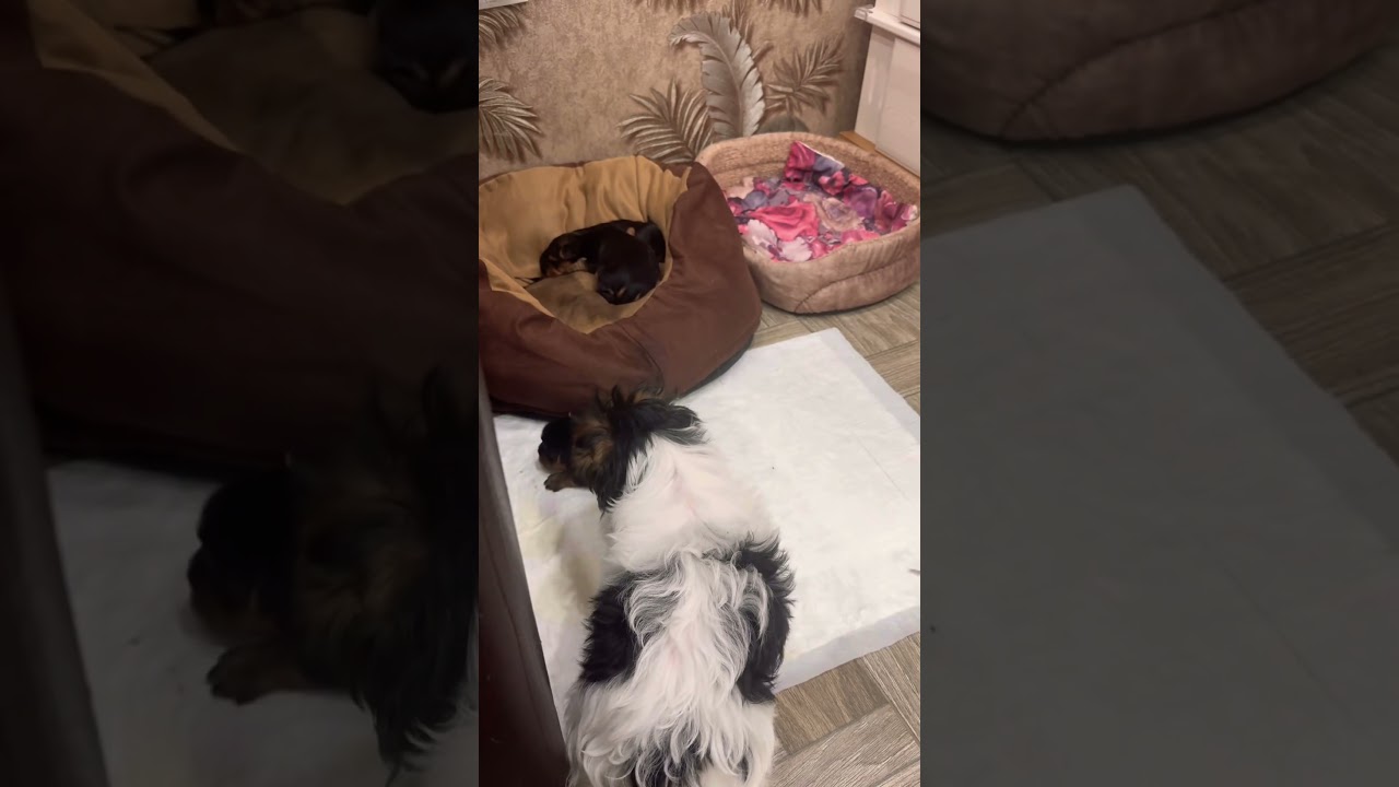 #дневникбагиры