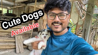 Pretty dogs cute cute || Gunju’s Vlogs || Assamese video || Dog video