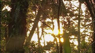 feby putri - usik || speed up tiktok (version) vibes