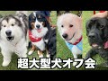 【犬イベント】1年ぶりの超大型犬のオフ会・BigBurn100