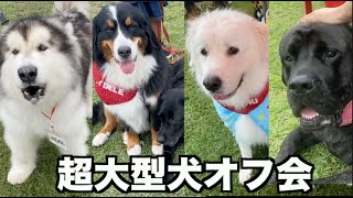 【犬イベント】1年ぶりの超大型犬のオフ会・BigBurn100