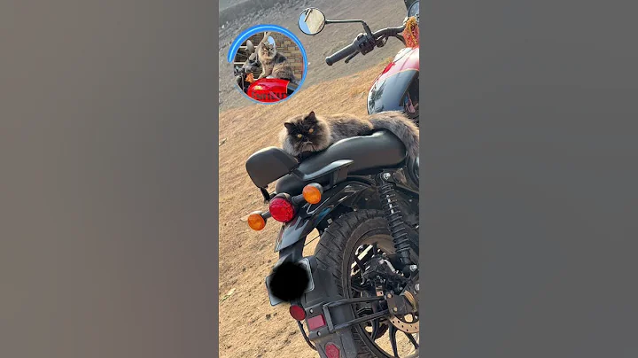 Watch the video about Rare Calico Colour Persian cat. #rap #hiphop #music #cat