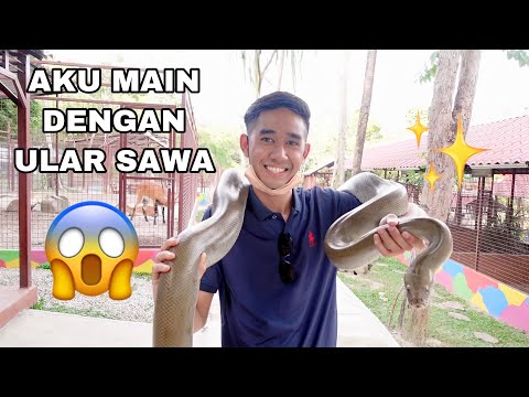 Video: Taman Mesra Ular: Menarik Ular Ke Taman