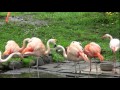 北海道旅行 旭山動物園(2012-5-29).mpg