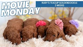 Ruby's Micro Teacup Goldendoodle Puppies 3 weeks
