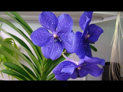 Видео: Орхидея Уанда: подходяща грижа