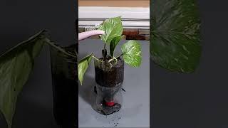 Golden Pothos in Plastic Bottle  #shortvideo #shorts #youtubeshorts  #houseplants #plantlover