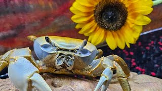 Night update. Day 25. Extreme close up #howiethecrab #moltwatch2023