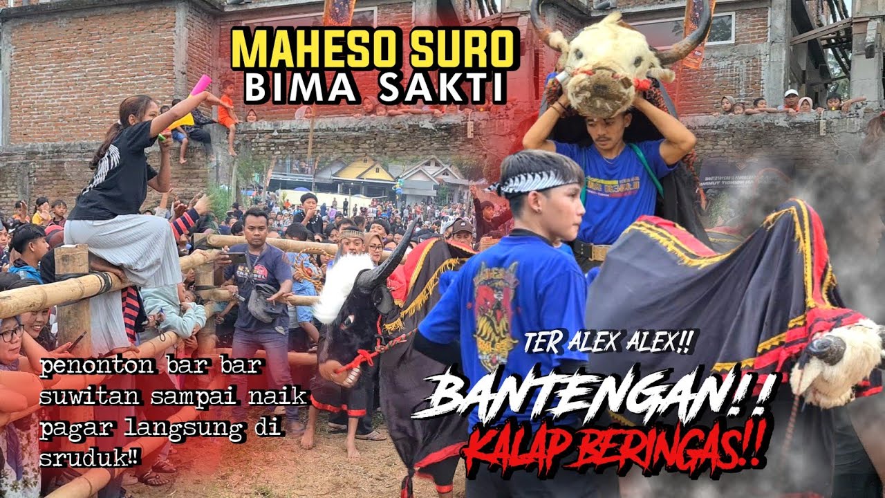 Alex maheso suro bimasakti gedruk pindo!! gara gara terompet maut! bantengan langsung kalap bringas!