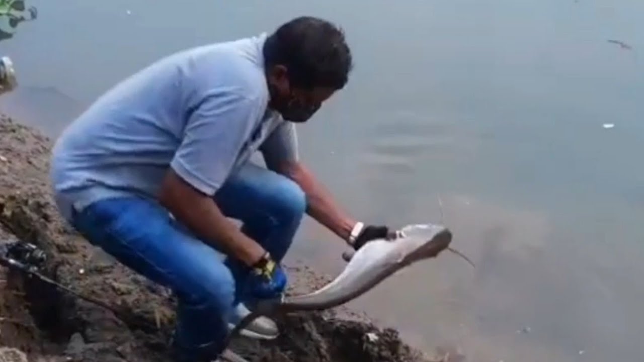 MONSTER WALLAGO ATTU FISH CATCH HOW TO USE SPOON LUREFISHING