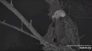 Decorah Eagles~Eagle Spends the Night at N2B_12.19.21
