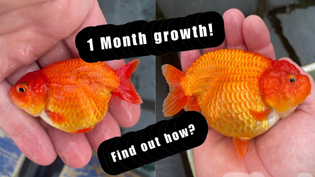 The truth behind Lucky's Ranchu's new food What’s in it? Fancy