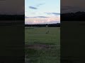 Kangaroos in field #drone