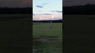 Kangaroos in field #drone