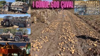 1 GÜNDE 500 ÇUVAL PATATES~SÖKTÜK,TOPLADIK,TAŞIDIK