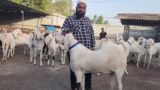 ₹525 Kg Se Big Sojat | Gujri Ke Rate Main Sojat Bade Bakre | MM Goat Farm Bhiwandi.